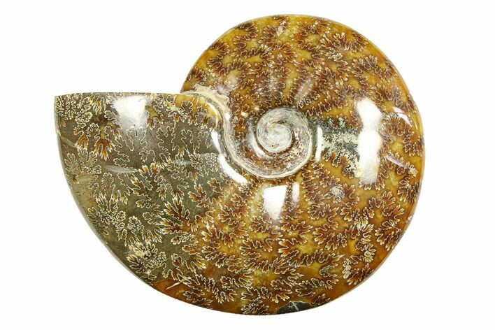 Polished Ammonite (Cleoniceras) Fossil - Madagascar #283417